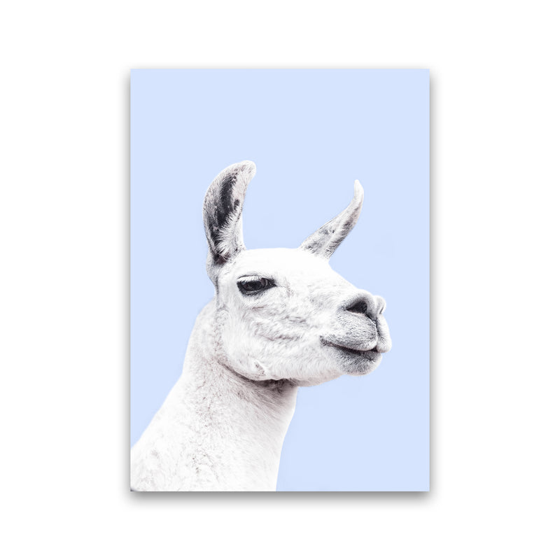 Blue Llama Photography Print by Victoria Frost Print Only
