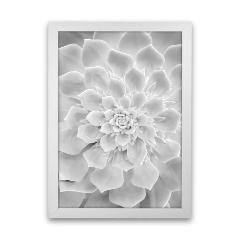 White Succulent Plant Photography Print by Victoria Frost White Grain