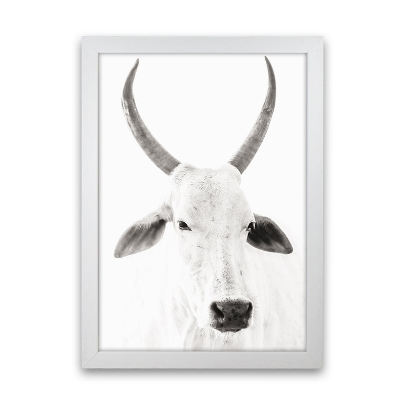White Cow I Photography Print by Victoria Frost White Grain