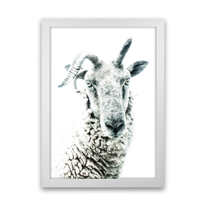 Sheep Photography Print by Victoria Frost White Grain
