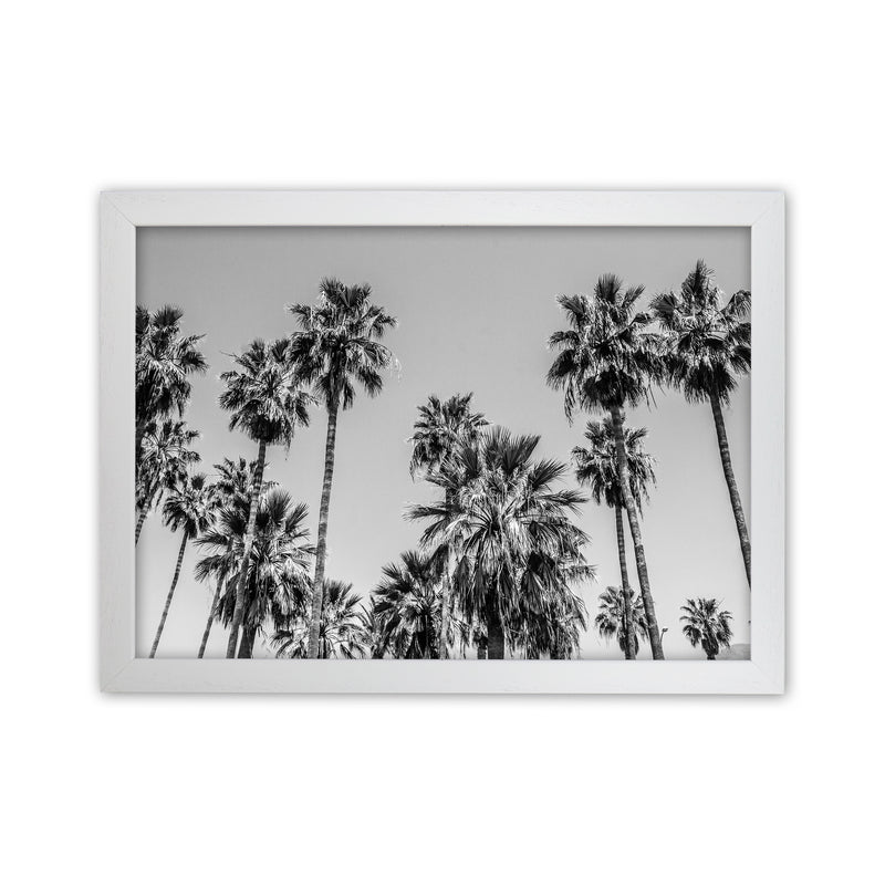 Sabal palmetto I Palm Trees Photography Print by Victoria Frost White Grain