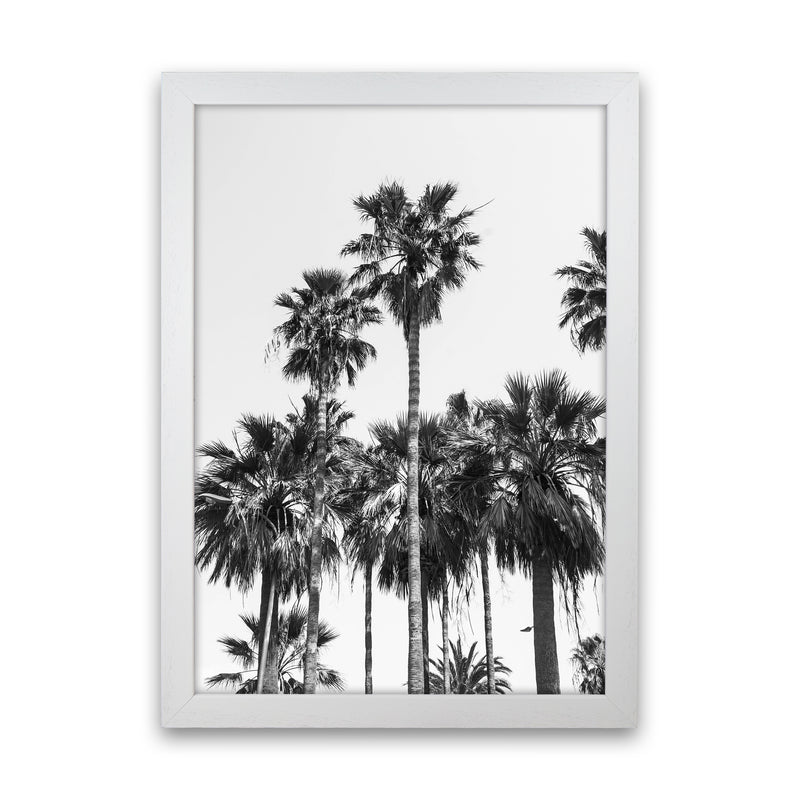 Sabal palmetto II Palm trees Photography Print by Victoria Frost White Grain