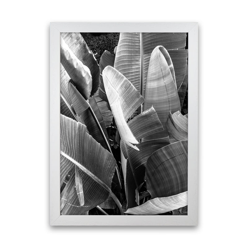 Palms Leafs Photography Print by Victoria Frost White Grain
