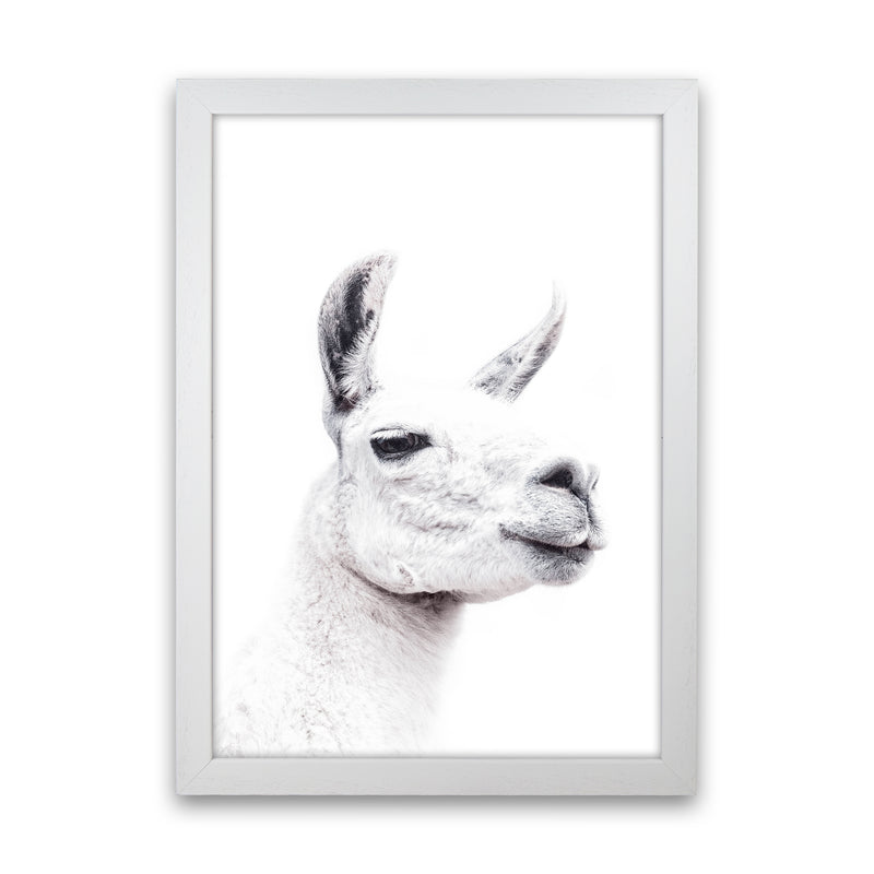 Llama I Photography Print by Victoria Frost White Grain
