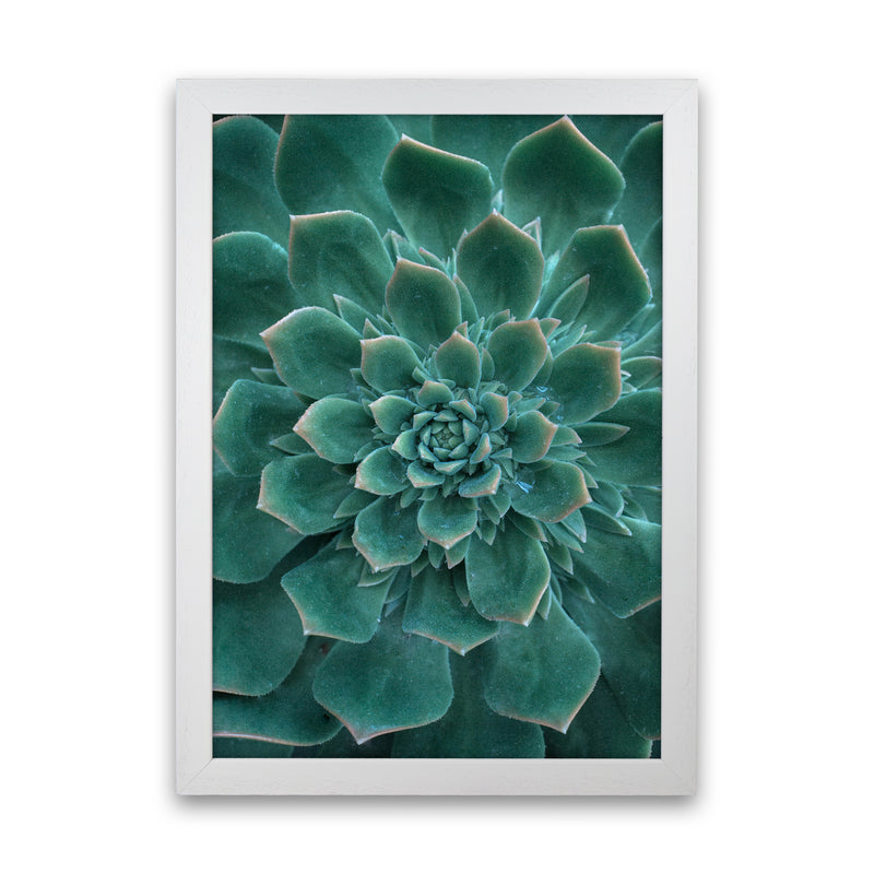 Green Succulent Plant Photography Print by Victoria Frost White Grain