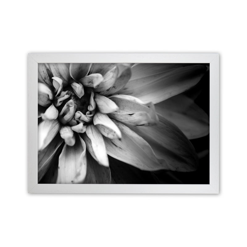 Flower Petals I  Photography Print by Victoria Frost White Grain