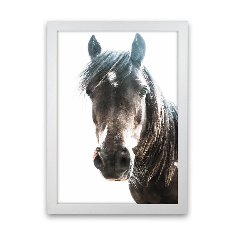 Brown Horse Photography Print by Victoria Frost White Grain