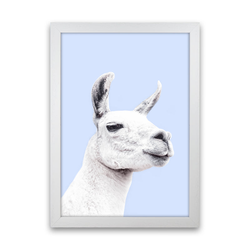 Blue Llama Photography Print by Victoria Frost White Grain