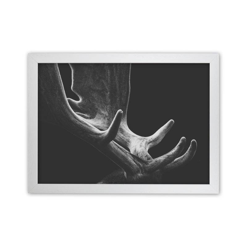 Antlers Photography Print by Victoria Frost White Grain