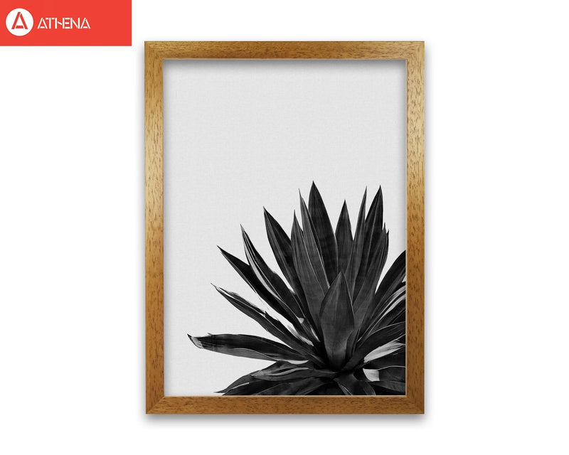 Agave cactus black and white fine art print by orara studio, framed botanical &