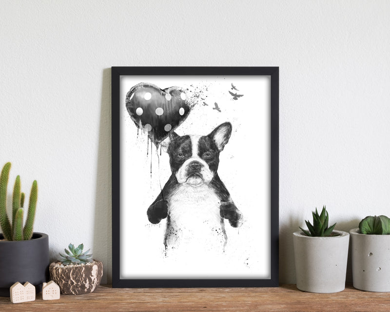 My Heart Goes Boom Bulldog Animal Art Print by Balaz Solti