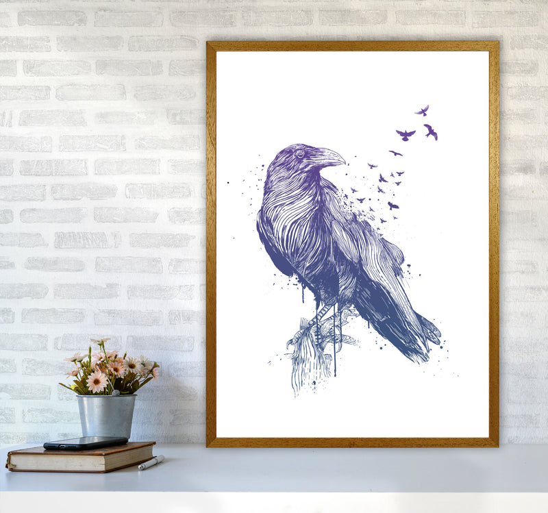 Born To Be Free Raven Animal Art Print by Balaz Solti A1 Print Only