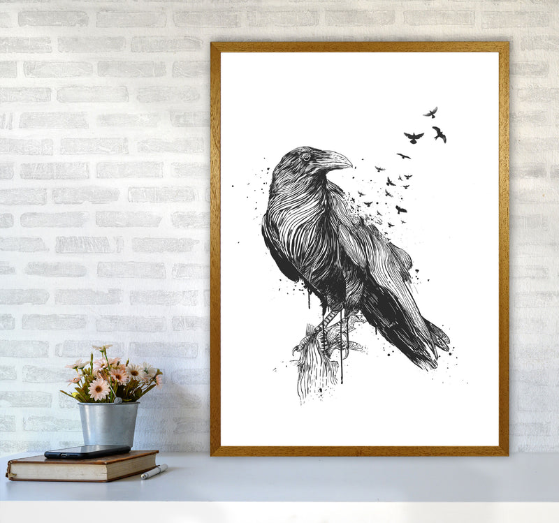 Born To Be Free Raven B&W Animal Art Print by Balaz Solti A1 Print Only