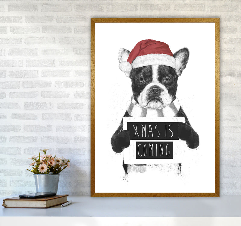 Xmas Is Coming Animal Art Print by Balaz Solti A1 Print Only