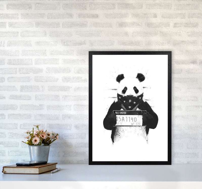 Bad Panda Animal Art Print by Balaz Solti A2 White Frame