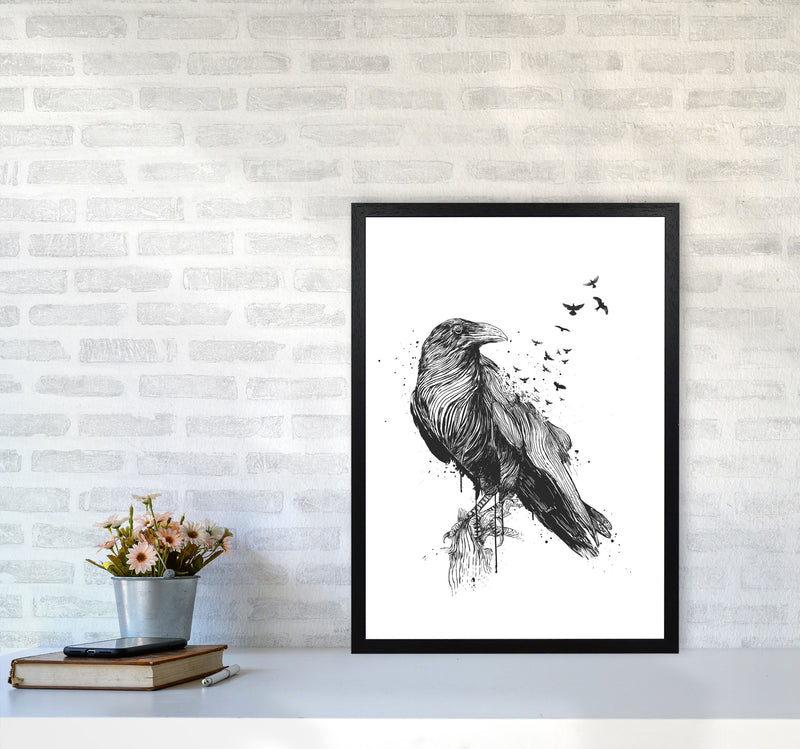 Born To Be Free Raven B&W Animal Art Print by Balaz Solti A2 White Frame