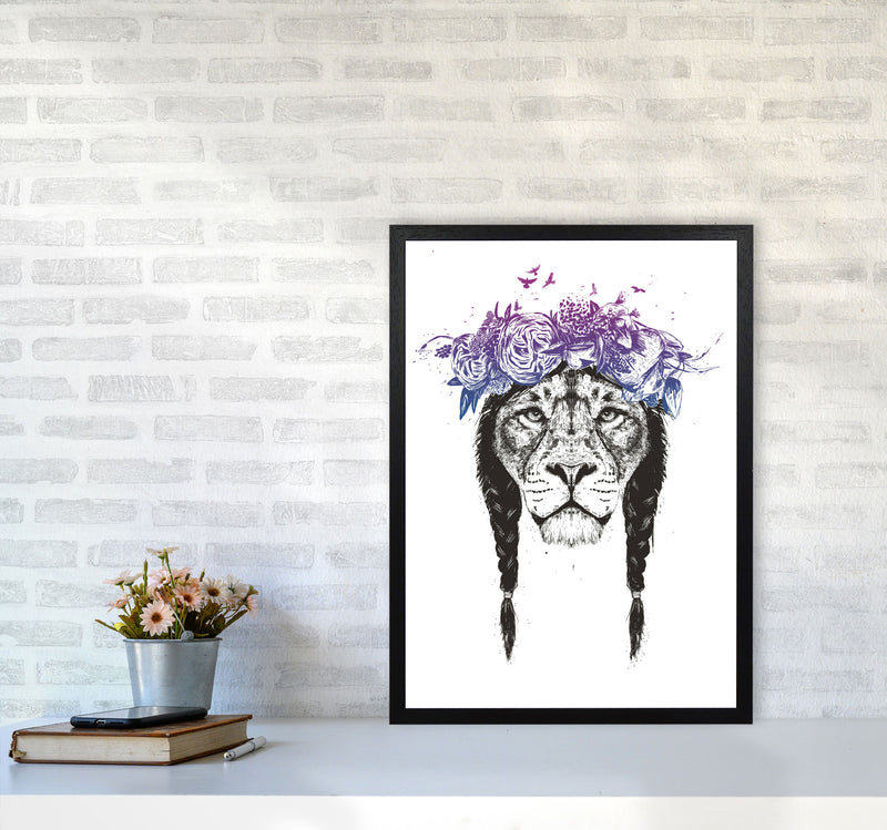 King Of Lions Animal Art Print by Balaz Solti A2 White Frame