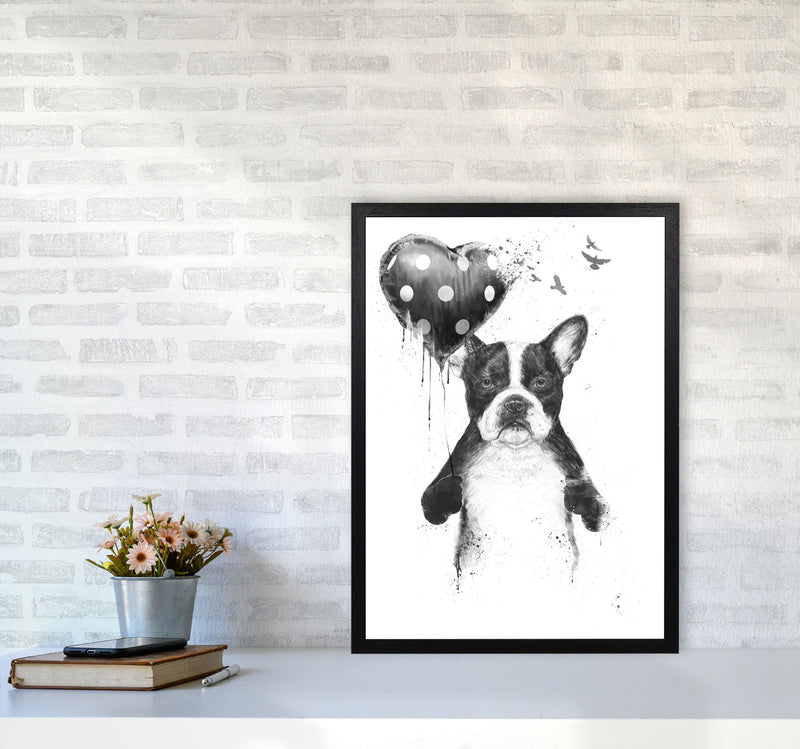 My Heart Goes Boom Bulldog Animal Art Print by Balaz Solti A2 White Frame