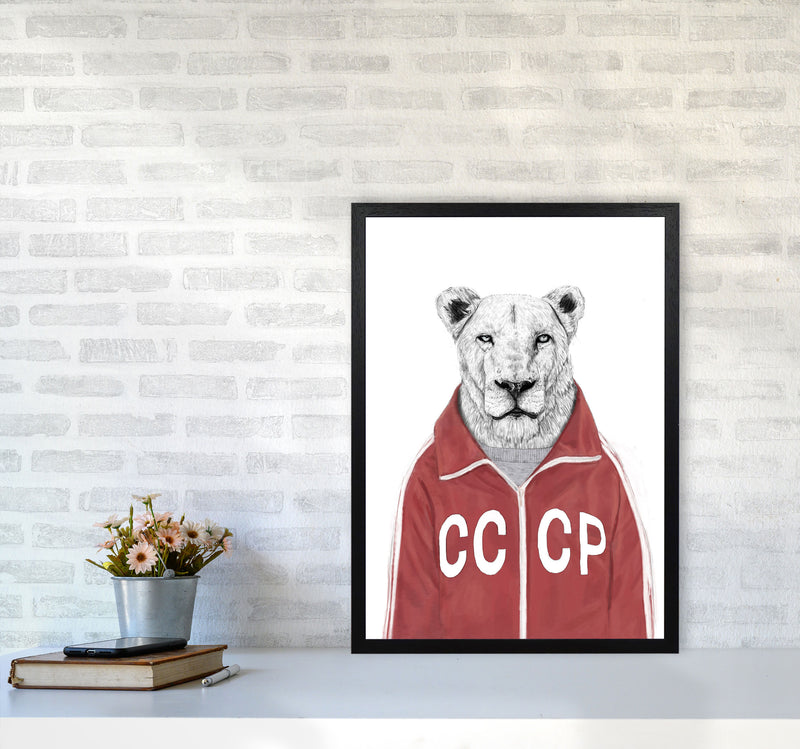 Soviet Lion Animal Art Print by Balaz Solti A2 White Frame
