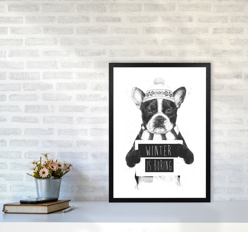 Winter Is Boring Animal Art Print by Balaz Solti A2 White Frame
