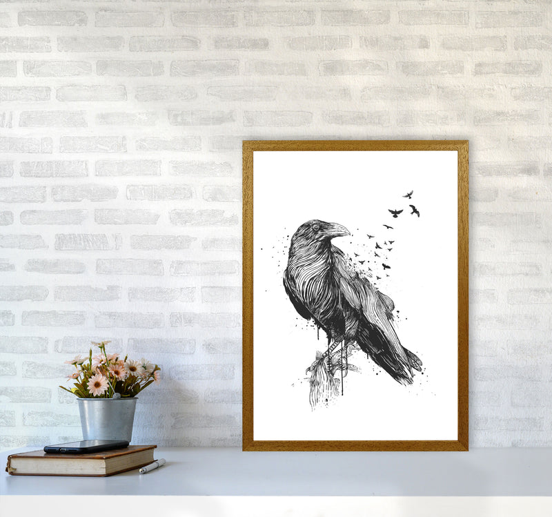 Born To Be Free Raven B&W Animal Art Print by Balaz Solti A2 Print Only
