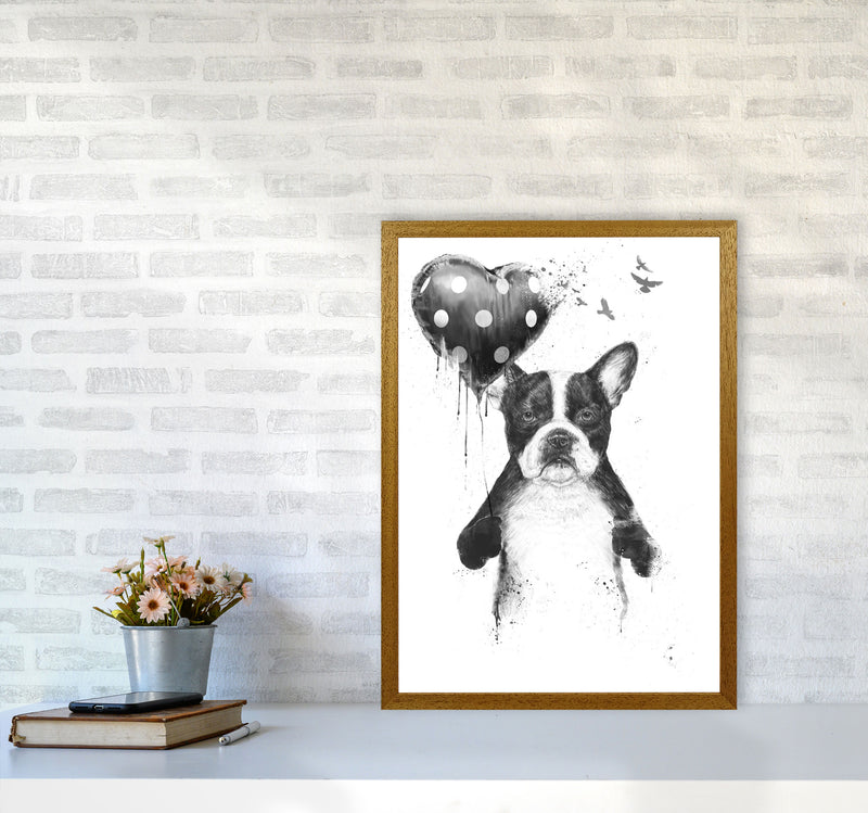 My Heart Goes Boom Bulldog Animal Art Print by Balaz Solti A2 Print Only