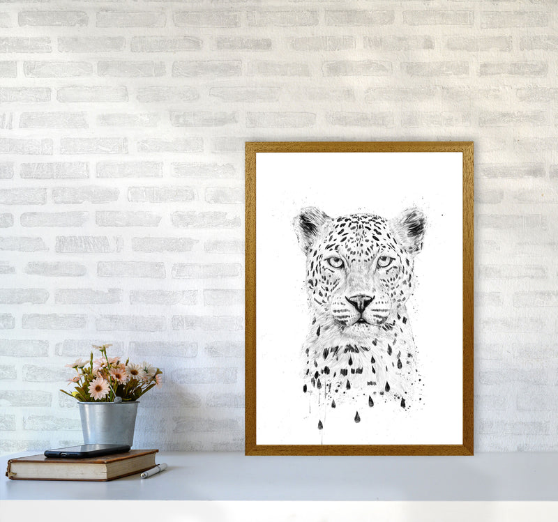 Raining Again Cheetah Animal Art Print by Balaz Solti A2 Print Only