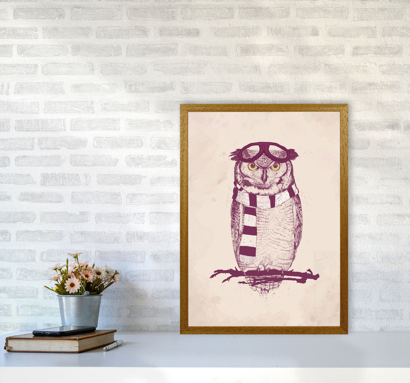 The Aviator Owl Animal Art Print by Balaz Solti A2 Print Only