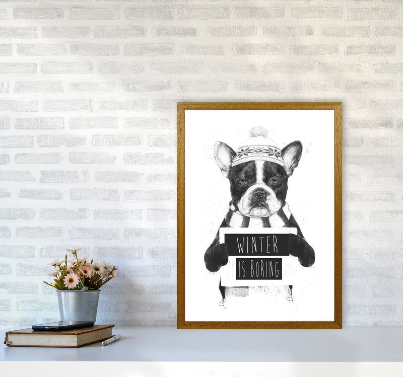 Winter Is Boring Animal Art Print by Balaz Solti A2 Print Only