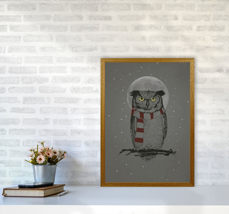 Winter Owl Animal Art Print by Balaz Solti A2 Print Only