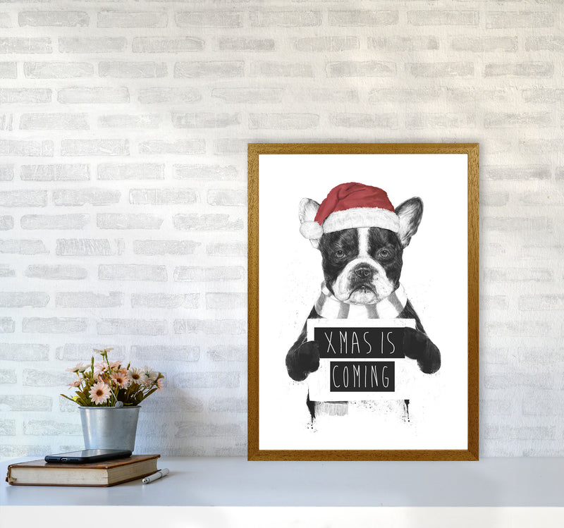 Xmas Is Coming Animal Art Print by Balaz Solti A2 Print Only