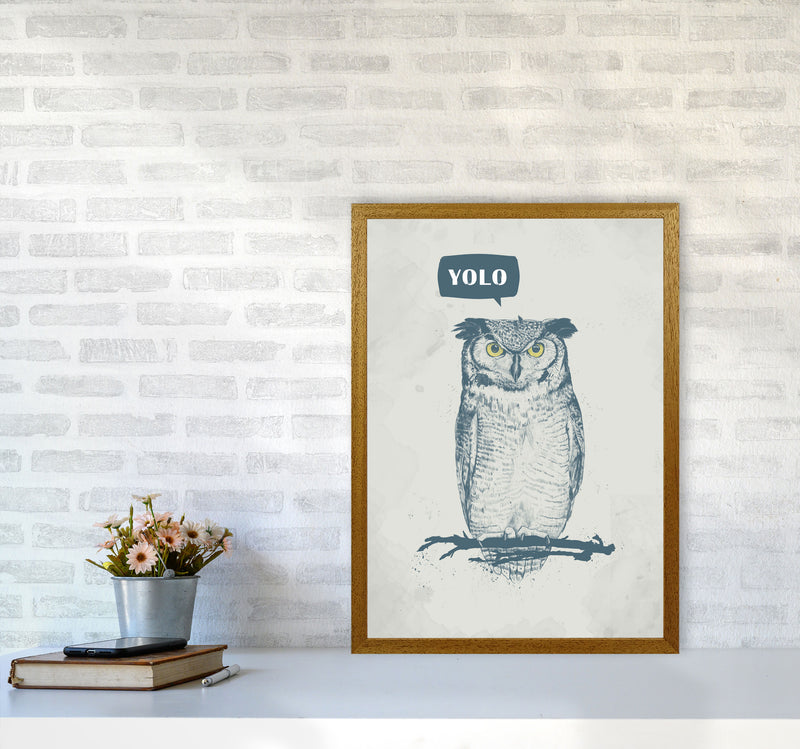 Yolo Owl Animal Art Print by Balaz Solti A2 Print Only