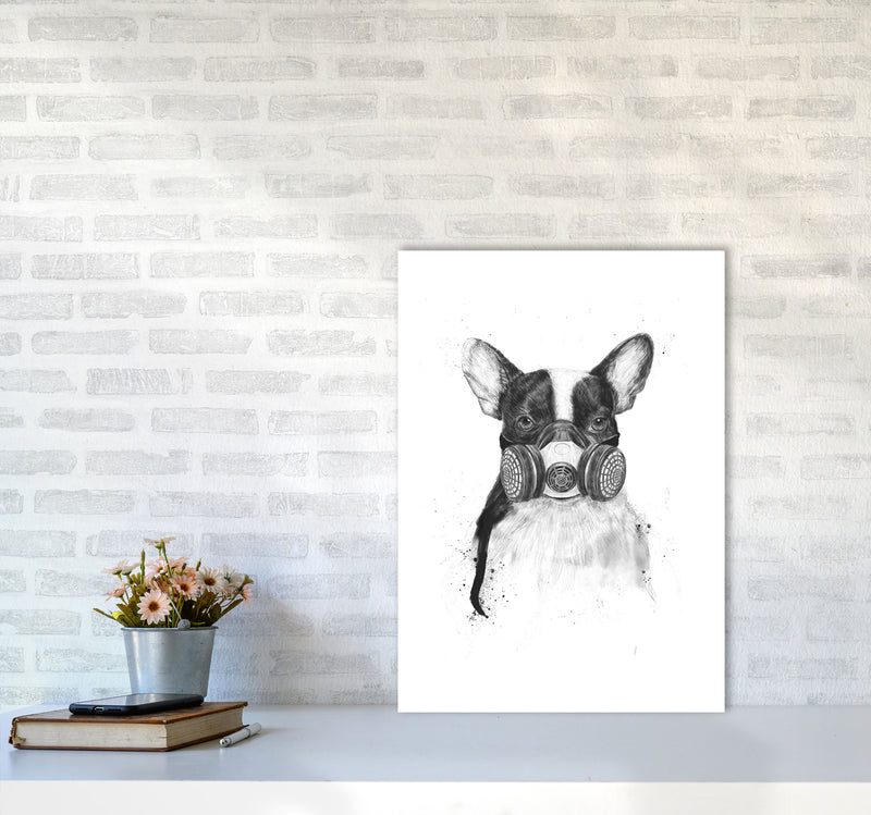 Big City Life Bulldog Animal Art Print by Balaz Solti A2 Black Frame