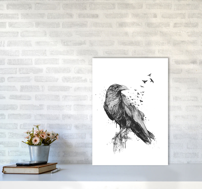 Born To Be Free Raven B&W Animal Art Print by Balaz Solti A2 Black Frame