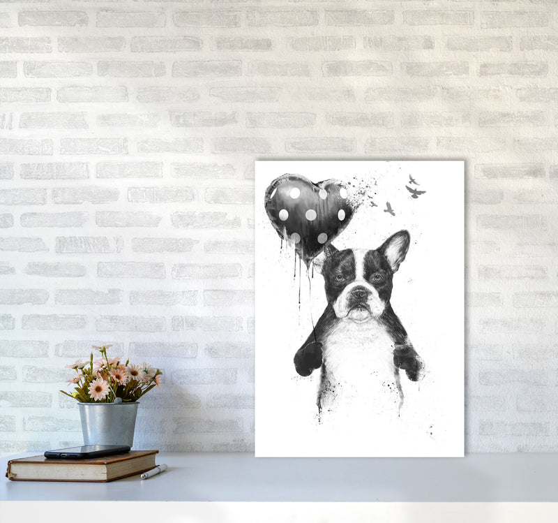My Heart Goes Boom Bulldog Animal Art Print by Balaz Solti A2 Black Frame