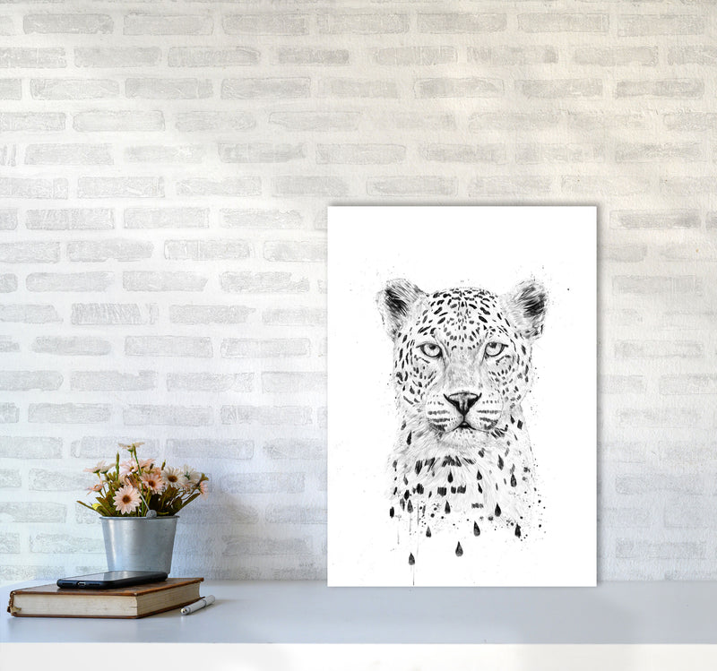 Raining Again Cheetah Animal Art Print by Balaz Solti A2 Black Frame