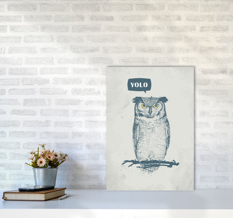 Yolo Owl Animal Art Print by Balaz Solti A2 Black Frame