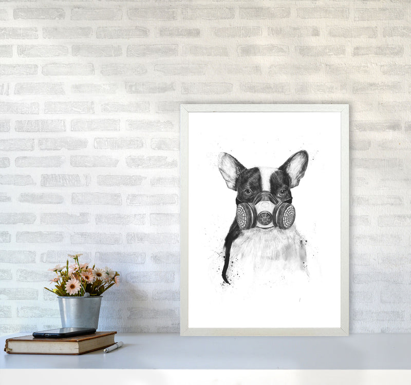 Big City Life Bulldog Animal Art Print by Balaz Solti A2 Oak Frame