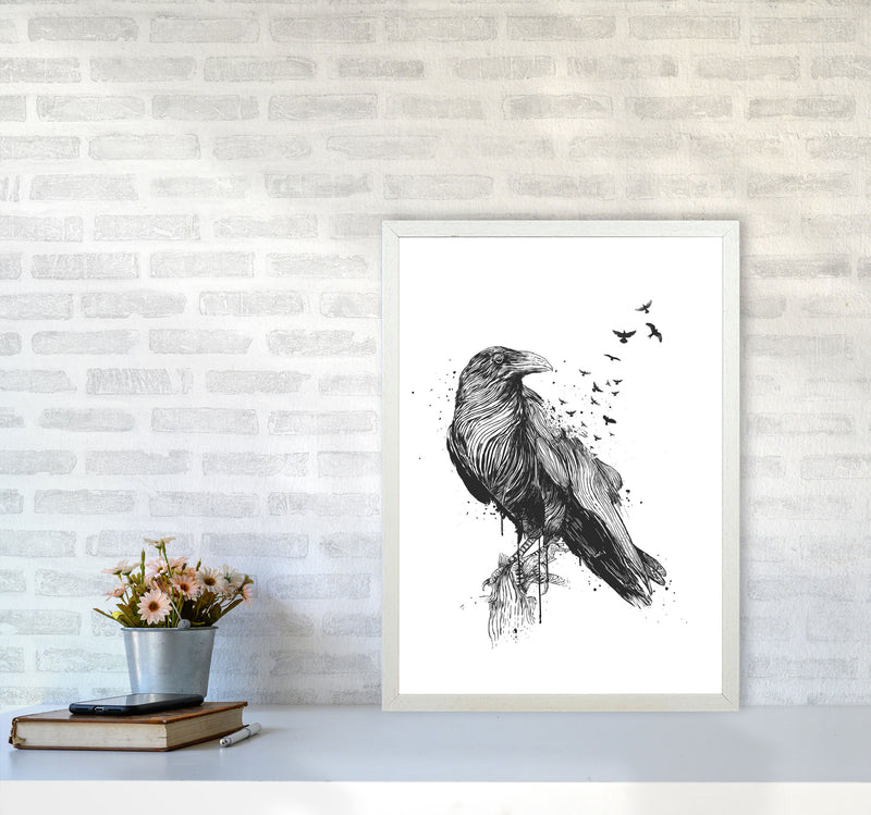 Born To Be Free Raven B&W Animal Art Print by Balaz Solti A2 Oak Frame