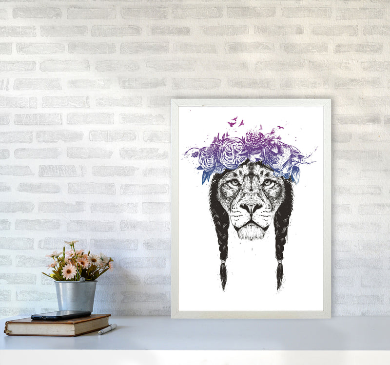 King Of Lions Animal Art Print by Balaz Solti A2 Oak Frame