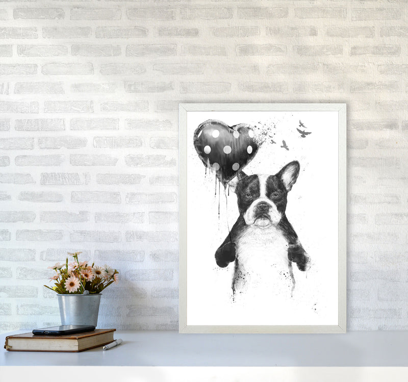 My Heart Goes Boom Bulldog Animal Art Print by Balaz Solti A2 Oak Frame
