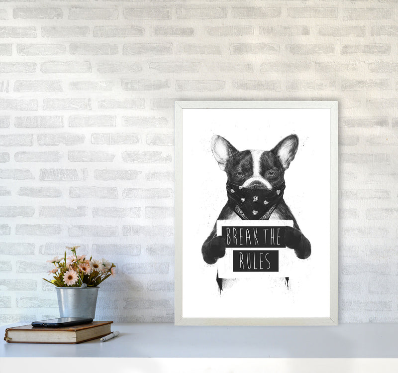Rebel Bulldog Animal Art Print by Balaz Solti A2 Oak Frame