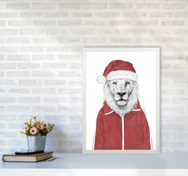 Santa Lion Animal Art Print by Balaz Solti A2 Oak Frame