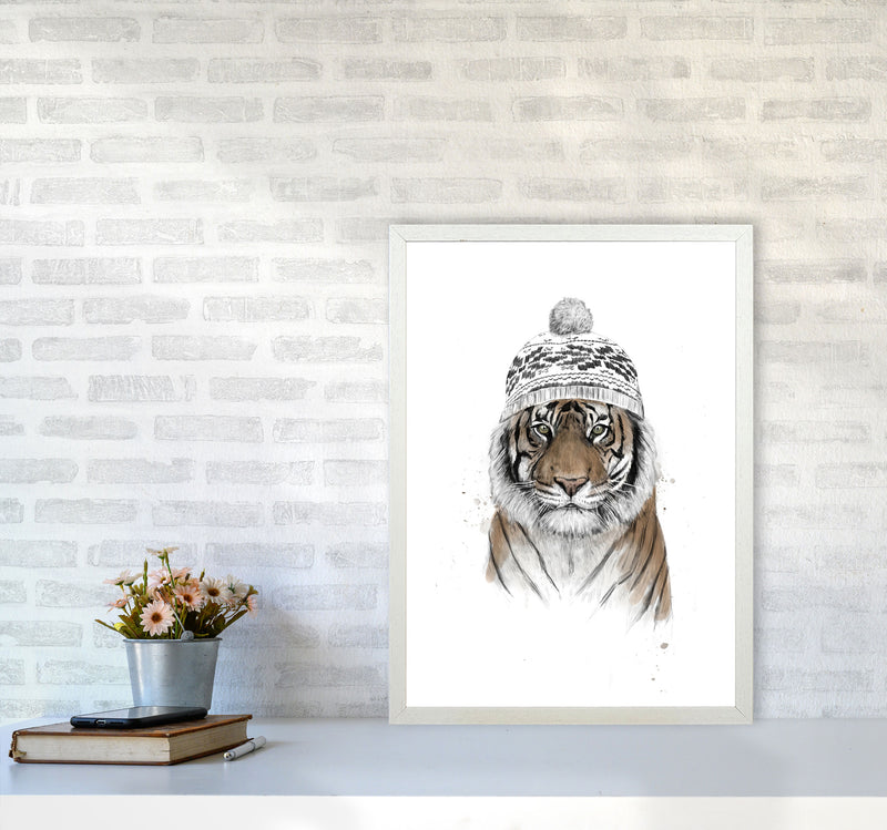 Siberian Tiger Animal Art Print by Balaz Solti A2 Oak Frame
