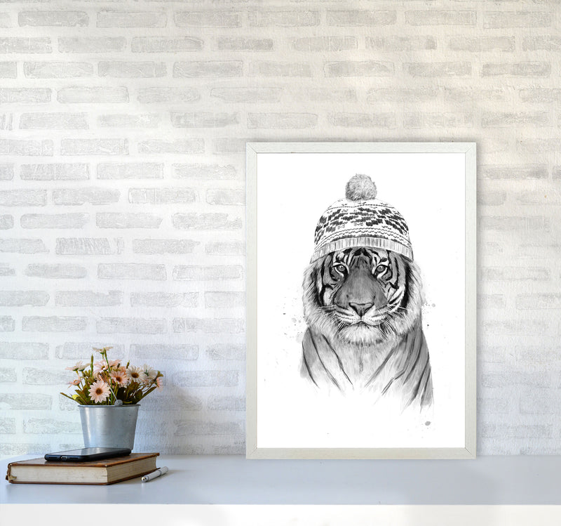 Siberian Tiger B&W Animal Art Print by Balaz Solti A2 Oak Frame