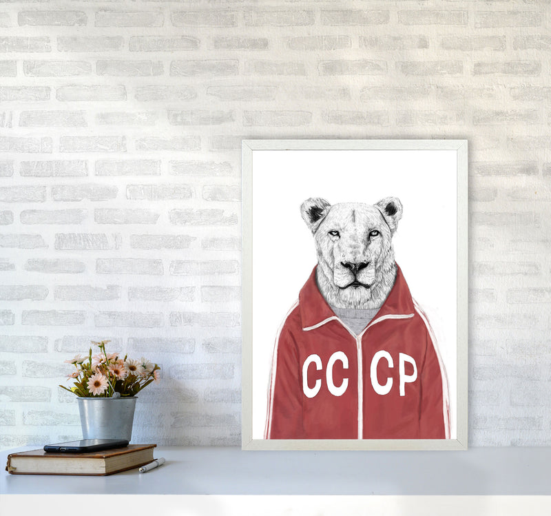 Soviet Lion Animal Art Print by Balaz Solti A2 Oak Frame