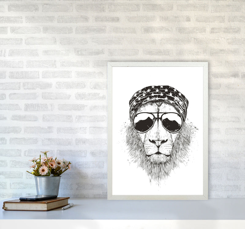 Wild Lion B&W Animal Art Print by Balaz Solti A2 Oak Frame