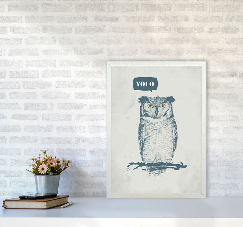 Yolo Owl Animal Art Print by Balaz Solti A2 Oak Frame