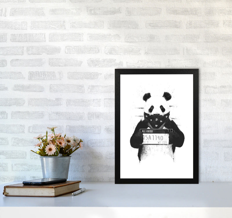 Bad Panda Animal Art Print by Balaz Solti A3 White Frame