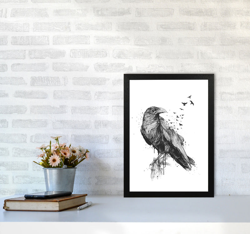 Born To Be Free Raven B&W Animal Art Print by Balaz Solti A3 White Frame